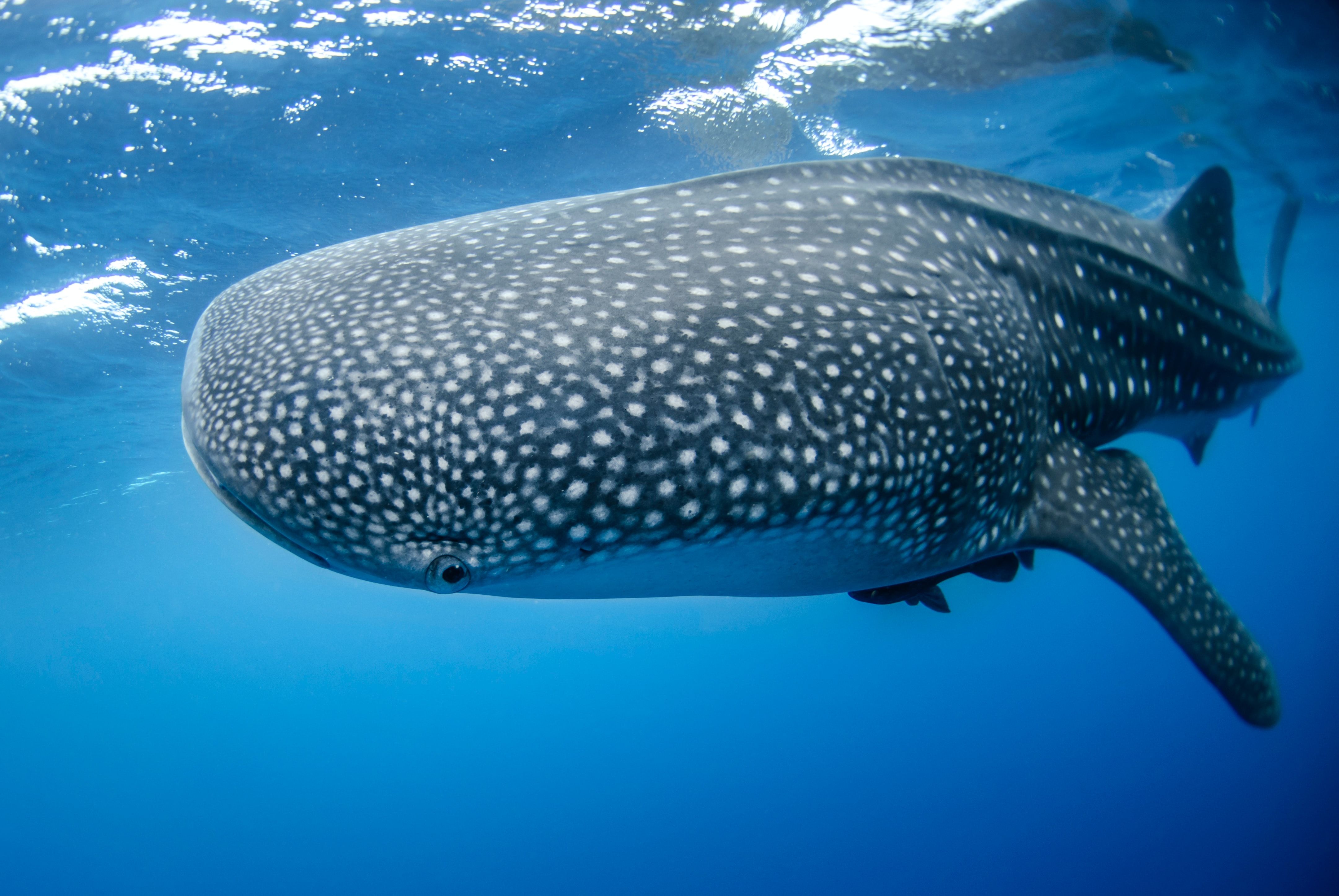Bitcoin Price Recovery Driven by Whale Accumulation: 25% Surge